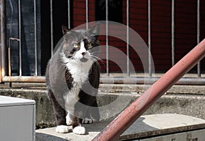 Stray cat, black and white, standing on the wall of building in the city, and staring.