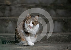 A stray cat in brown dark grey and white colors is sitting at the bottom of the stairs while licking its paw