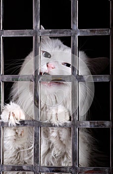 Stray cat in cages. photo