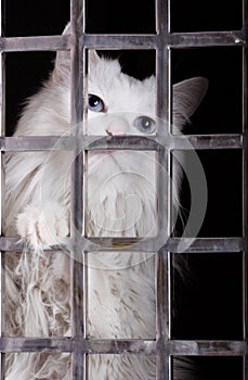 Stray cat in cages. photo