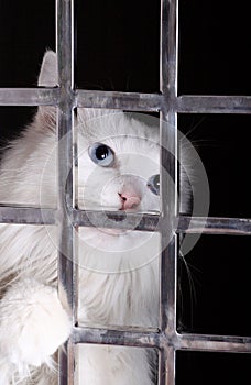 Stray cat in cages. photo