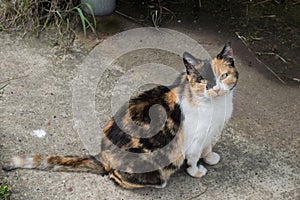 Stray cat, calico yellow and black, siting on concrete walking path of building.