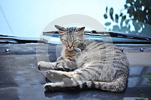 Stray cat on car cowling