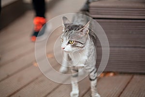 A stray cat cautiously listening to the sound coming from jogger on the street