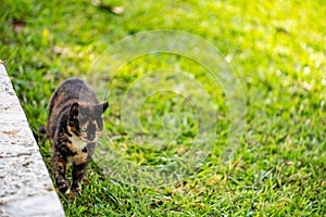 Stray cat with clipped ear walking on grass