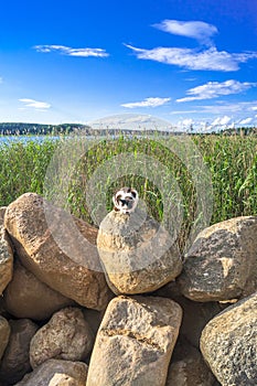 Stray cat on the coastal boulders of the lake Seliger, near the Nilov Monastery. Tver region.