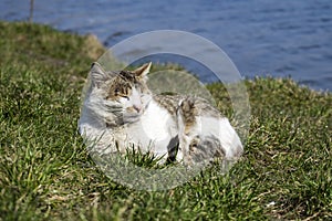 Stray cat with a conjunctivitis eyes basks in the sun lying on the green grass