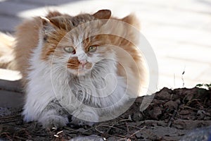 A stray cat crouching on the ground with wary eyes.