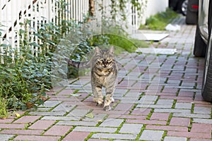 The stray cat. Derelict, forlorn, alone cat outdoor photo