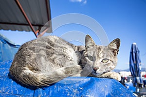 The stray cat. Derelict, forlorn, alone cat outdoor photo