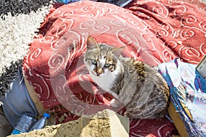 The stray cat. Derelict, forlorn, alone cat outdoor photo