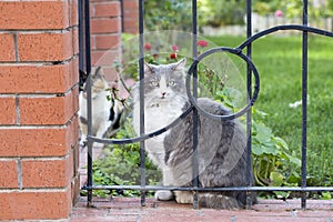 The stray cat. Derelict, forlorn, alone cat outdoor photo
