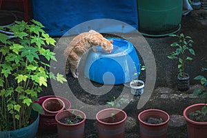 Stray cat drink water after raining