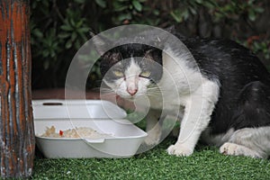 A stray cat is eating food