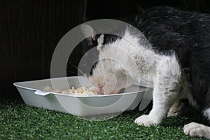 A stray cat is eating food