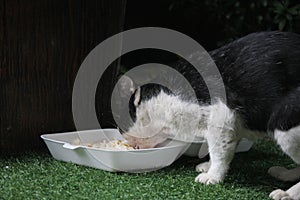 A stray cat is eating food