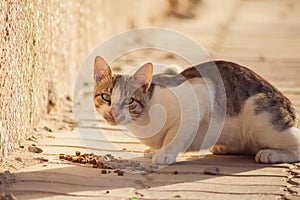 Stray cat eating food on the street. Pet protection concept