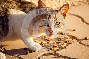 Stray cat eating food on the street. Pet protection concept