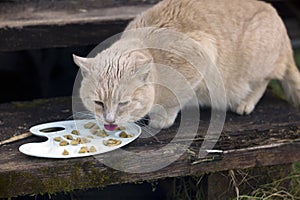 Stray cat eating pet food