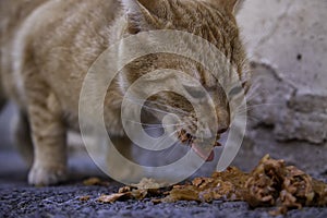 Deambular gato comer 