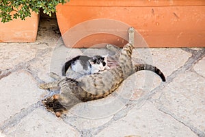 Stray Cat feeding kitten