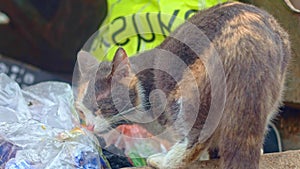Stray cat feeding in trash dumpster