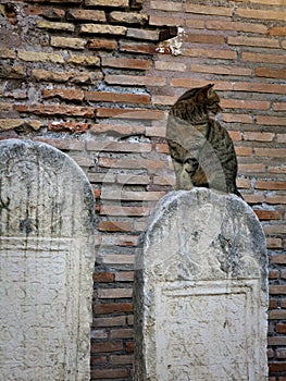 A stray cat guarding the grave stones of the praetorian guards in Rome