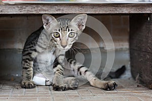 A stray cat has been bitten by a dog. Sitting there in despair.