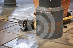 Stray Cat Hides Behind a Pole in the Evening