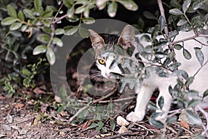 Stray cat hiding in bushes