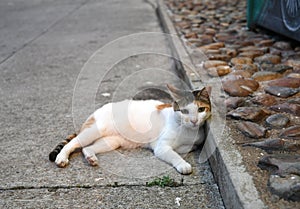 Stray Cat in Hong Kong