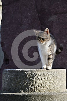 A stray cat in Istanbul Turkey