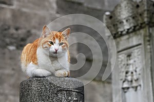 A stray cat in Istanbul Turkey