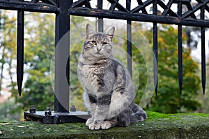 A stray cat in Istanbul Turkey