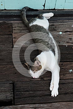 Stray cat laying down on wooden planks