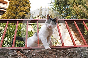 A stray cat leaning over a railing looks curiously at the camera