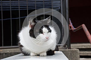 Stray cat lies on the wall of building in the city.