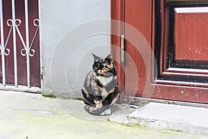 A stray cat living on the edge of the city