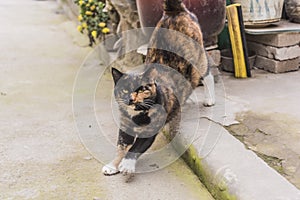 A stray cat living on the edge of the city