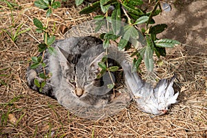 A stray cat lying next to the wing of a pigeon. He may have eaten it