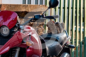 Stray cat naps on the saddle of a parked motorcycle