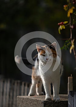 A stray cat in orange, black and white colors is looking curious while sitting on a fence concrete pole