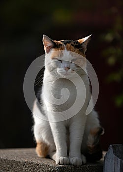 A stray cat in orange, black and white colors is sitting on a fence concrete pole. Autumn colors with a creamy