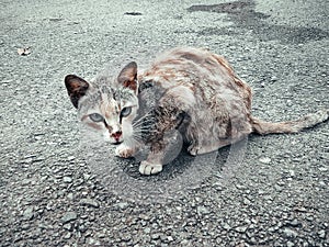 Stray cat with orange gray inside residental