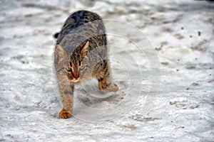 Stray cat outdoors in the snow in winter