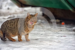 Stray cat outdoors in the snow in winter