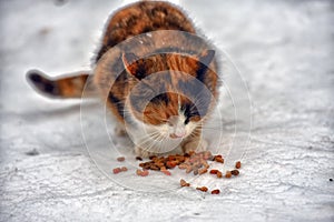 Stray cat outdoors in the snow in winter