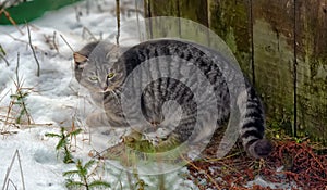 Stray cat outdoors in the snow in winter