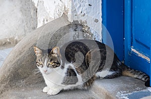 Stray cat outside house in Santorini