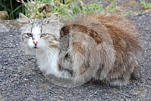 Stray cat outside waiting